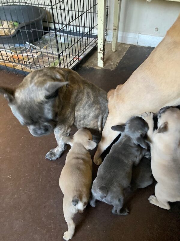 French Bulldog puppies for sale in Orpington, Greater London – 9 months old - Image 2 of 3