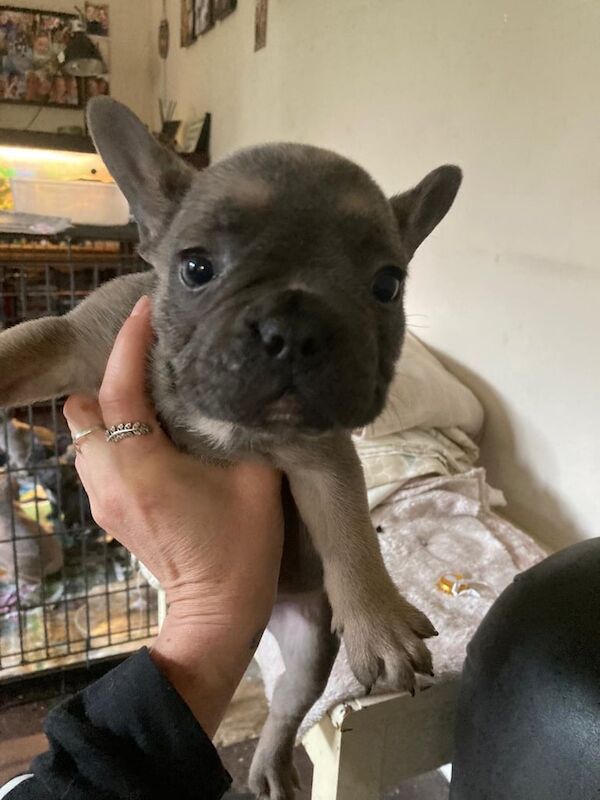French Bulldog puppies for sale in Orpington, Greater London – 9 months old - Image 3 of 3