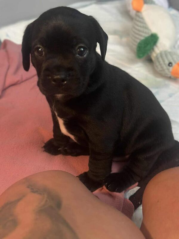 French Bulldog puppies for sale in Larne, County Antrim – 11 weeks old