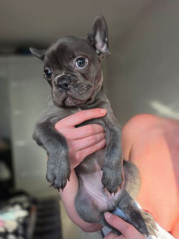 Kennel Club Registered French Bulldog Puppies For Sale