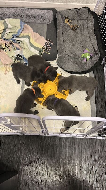 French Bulldog puppies for sale in East End, East Riding of Yorkshire β 6 weeks old