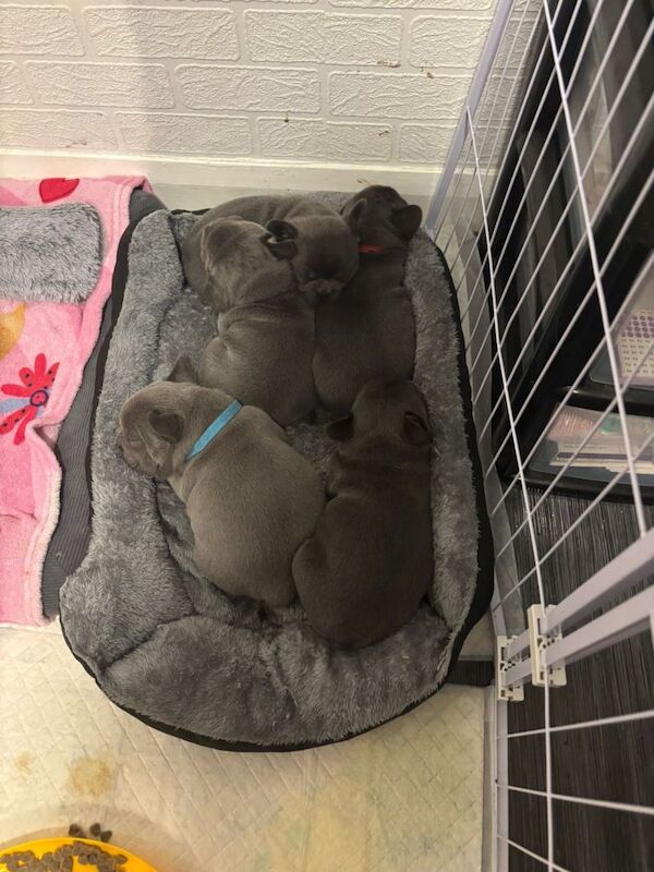 Puppies for sale - Image 2 of 4