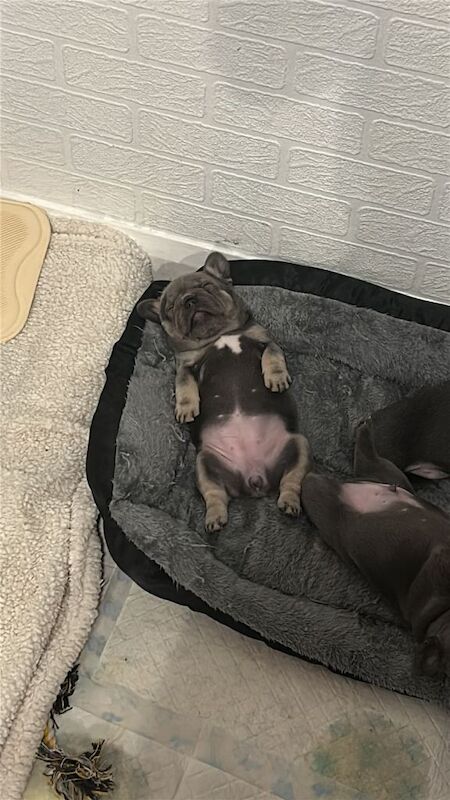 Puppies for sale - Image 3 of 4