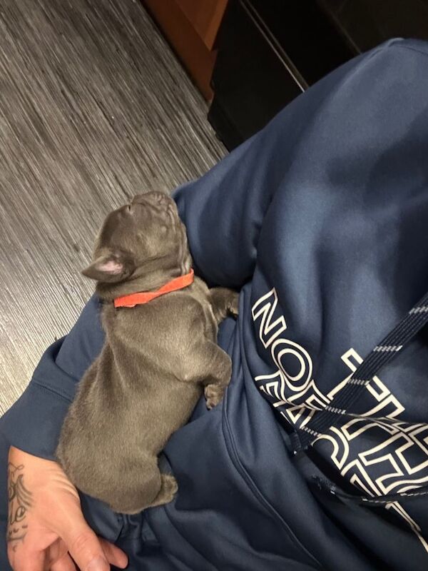 Puppies for sale - Image 4 of 4