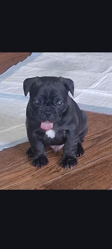 French Bulldog Puppies For Sale Under £1,000