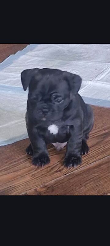 Puppies for sale - Image 2 of 4