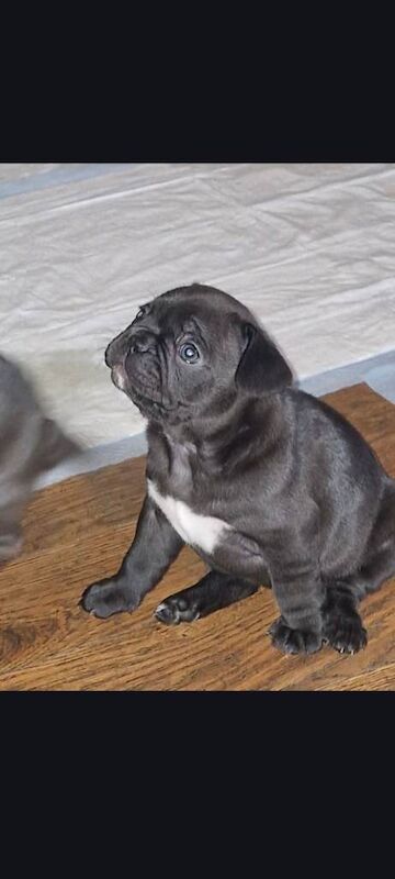 Puppies for sale - Image 3 of 4