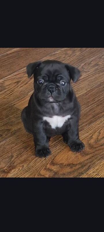 Puppies for sale - Image 4 of 4