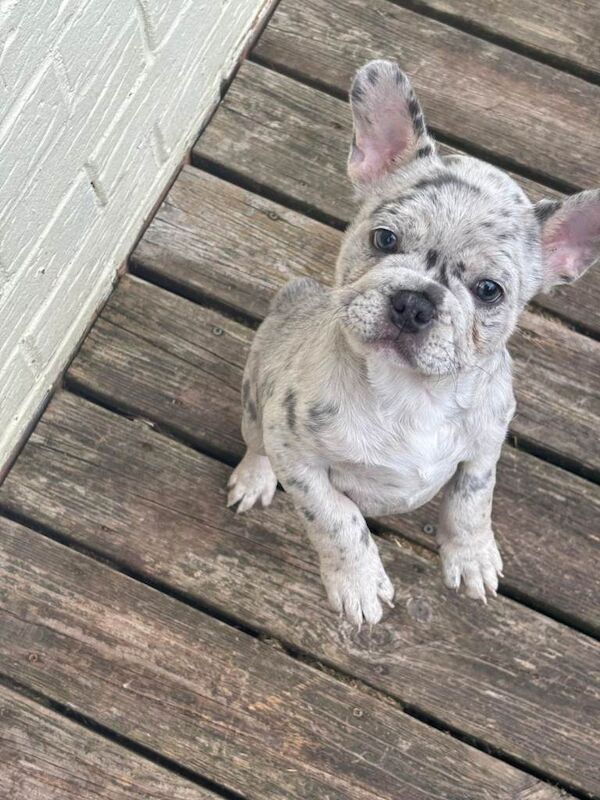 Puppies for sale, French bulldogs