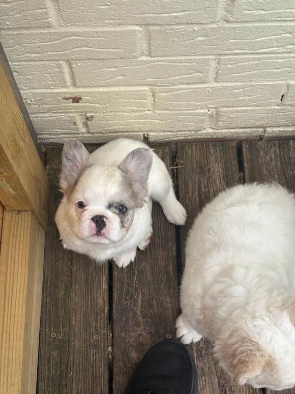 Puppies for sale, French bulldogs - Image 2 of 3