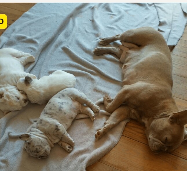 Puppies for sale, French bulldogs - Image 3 of 3
