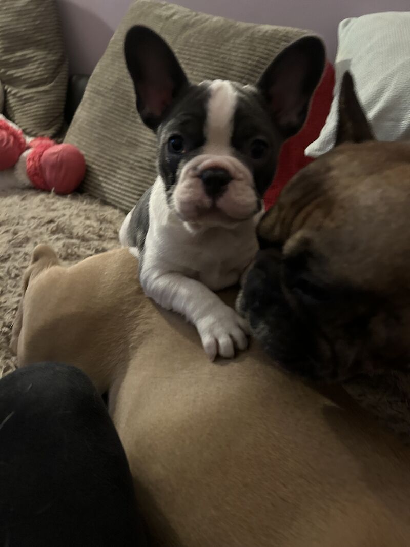 French Bulldog puppies for sale in Aberdeen City – 1 year old - Image 8 of 15