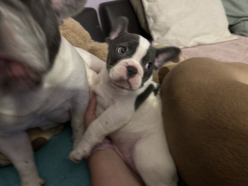 French Bulldog puppies for sale in Aberdeen City – 1 year old - Image 9 of 15