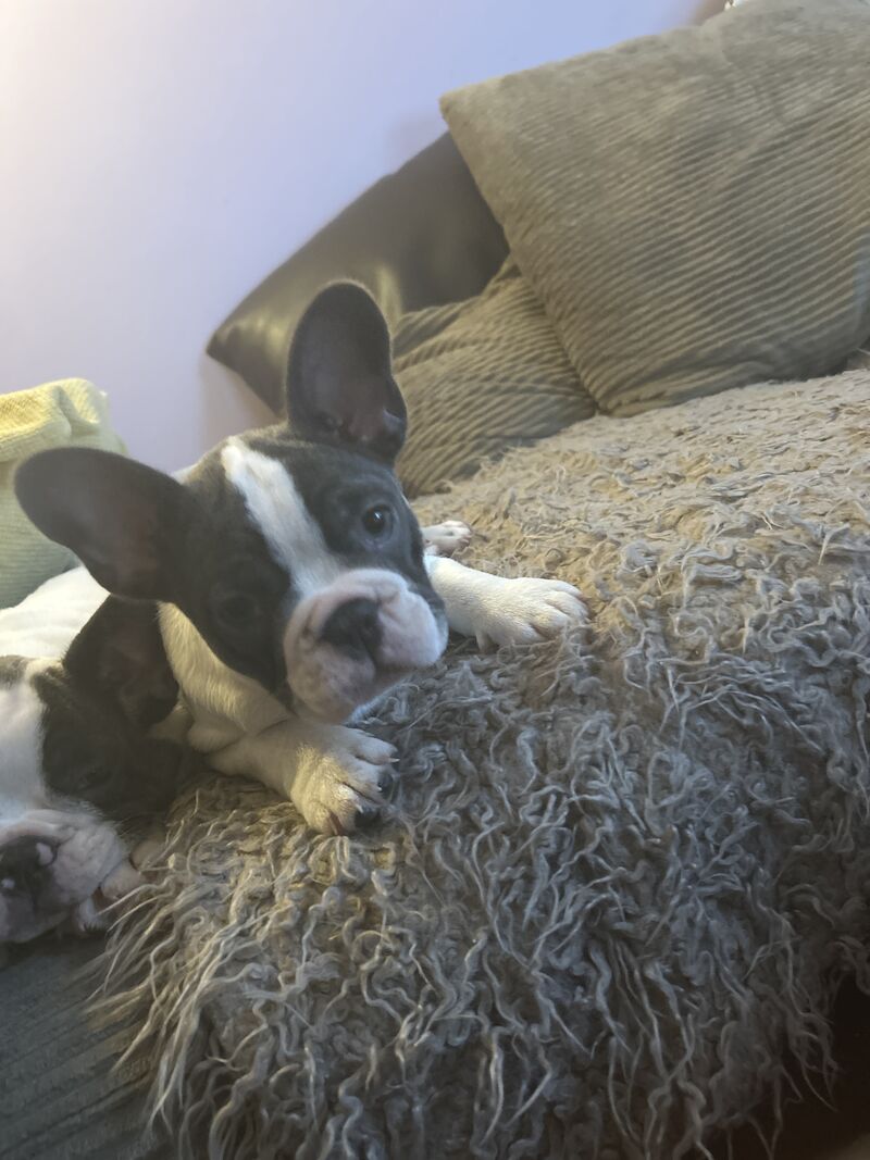 French Bulldog puppies for sale in Aberdeen City – 1 year old - Image 10 of 15