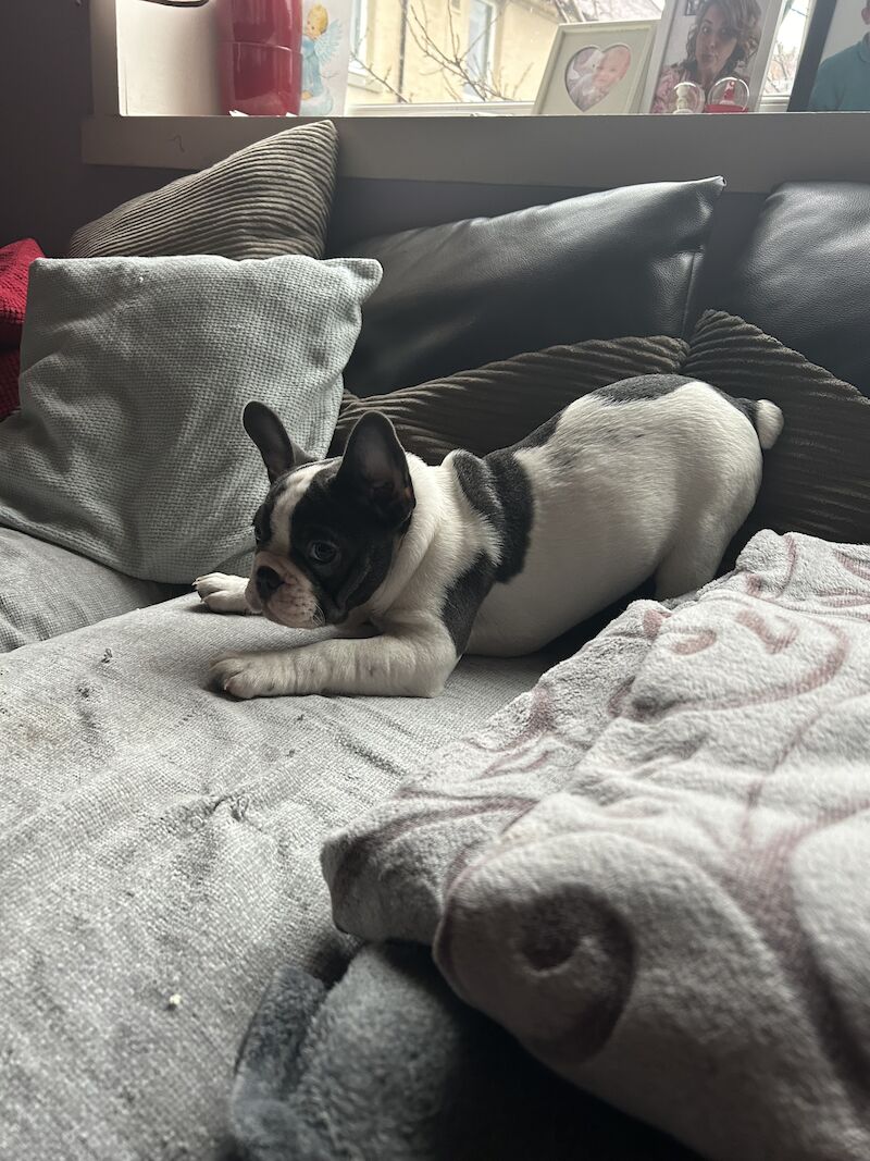 French Bulldog puppies for sale in Aberdeen City – 1 year old - Image 6 of 15