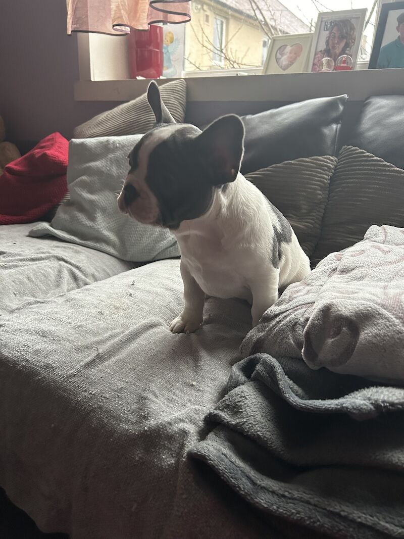 French Bulldog puppies for sale in Aberdeen City – 1 year old - Image 4 of 15