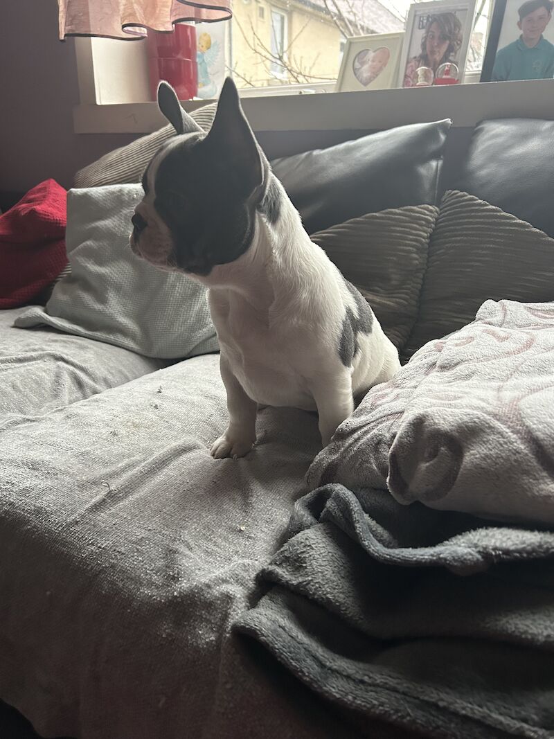 French Bulldog puppies for sale in Aberdeen City – 1 year old - Image 7 of 15
