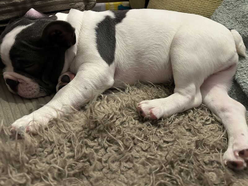 French Bulldog puppies for sale in Aberdeen City – 1 year old - Image 13 of 15