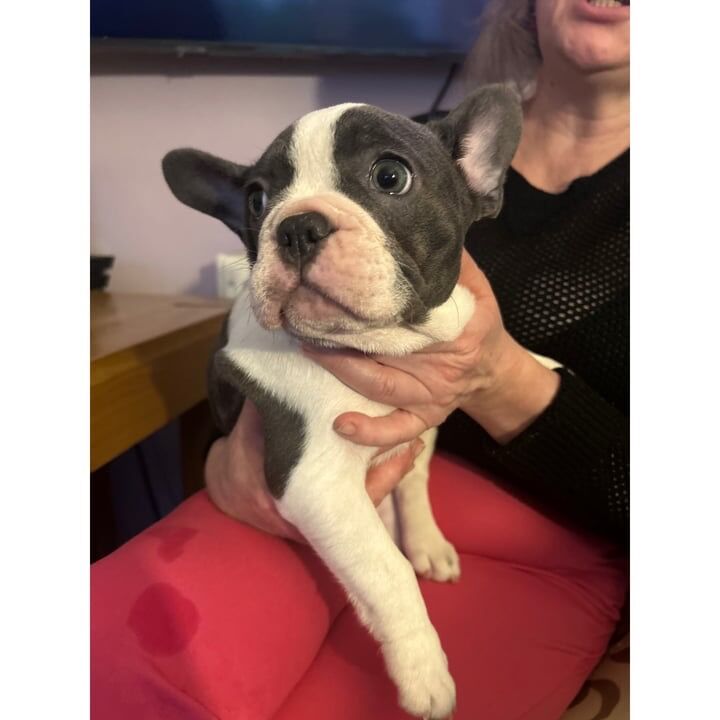 French Bulldog puppies for sale in Aberdeen City – 1 year old - Image 5 of 15