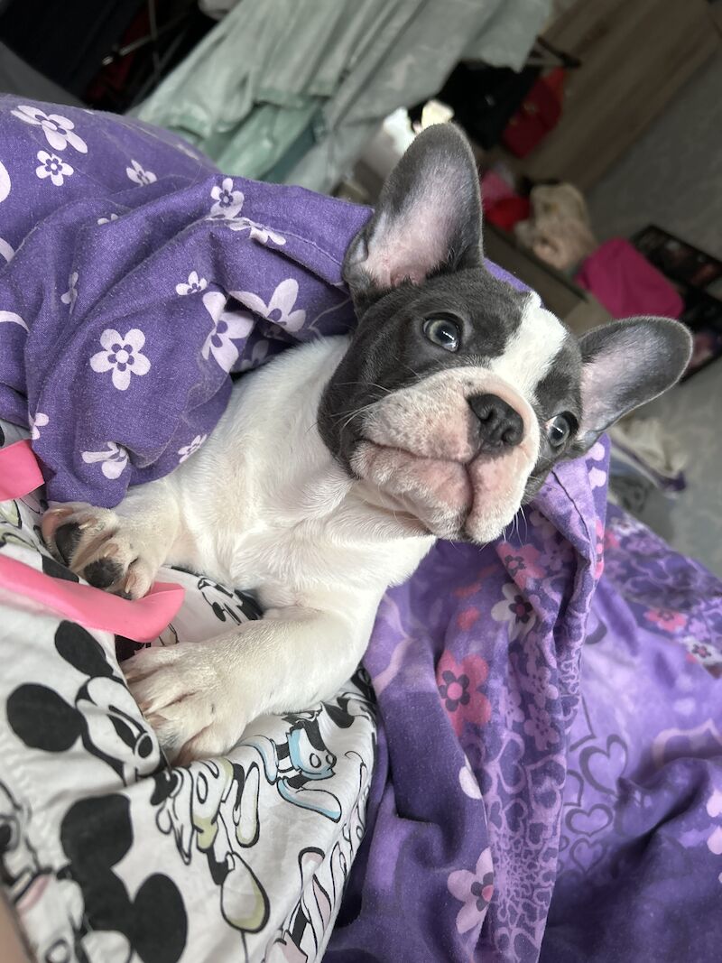 Puppies French bulldog for sale in Aberdeen City | Image 3
