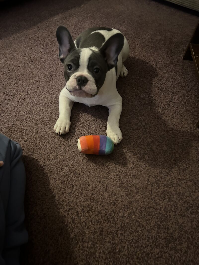 Puppies French bulldog for sale in Aberdeen City | Image 2
