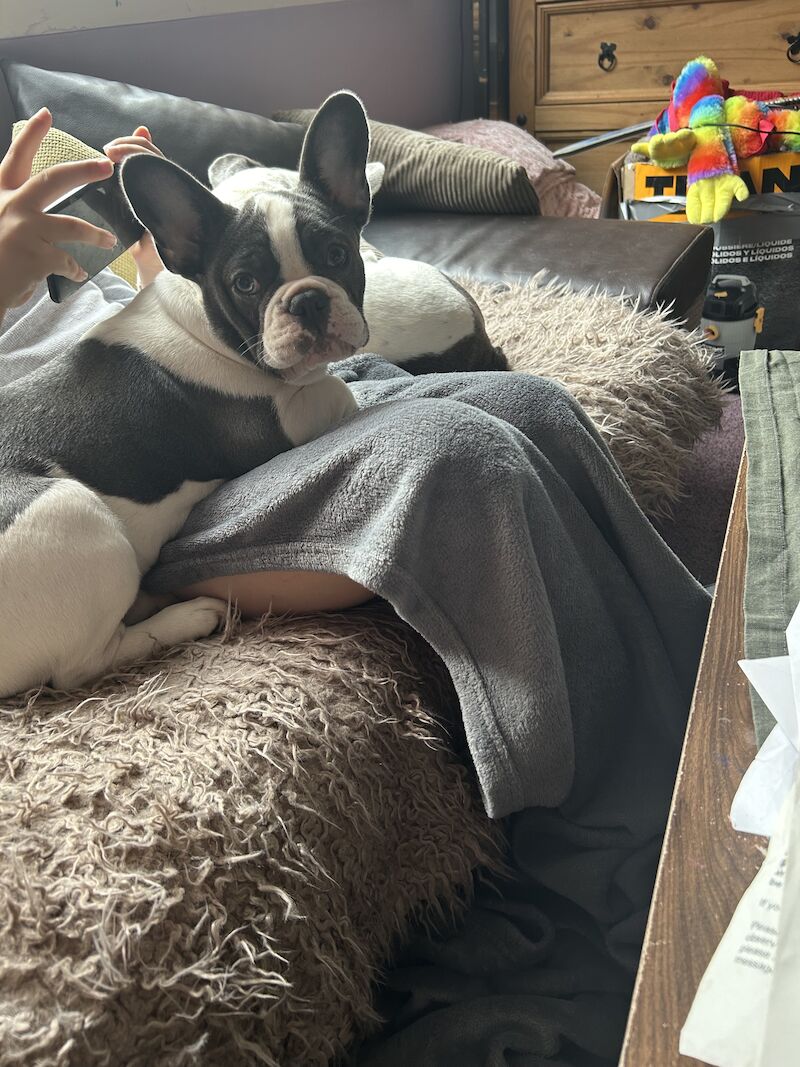 Puppies French bulldog for sale in Aberdeen City | Image 1