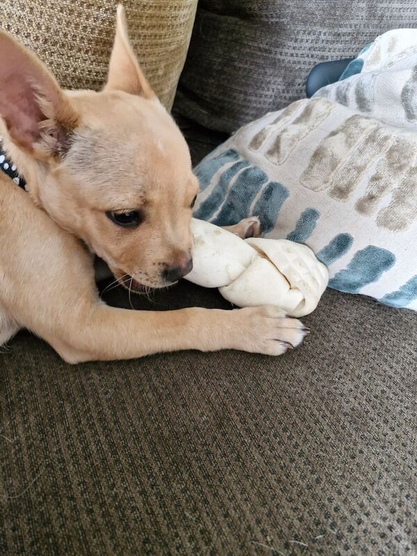 Puppy for sale in Kirkcaldy, Fife
