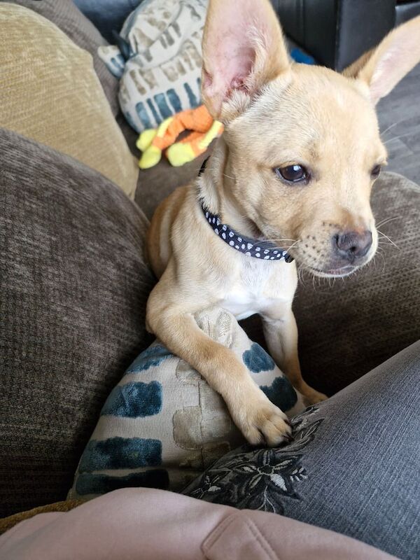 Puppy for sale in Kirkcaldy, Fife | Image 2