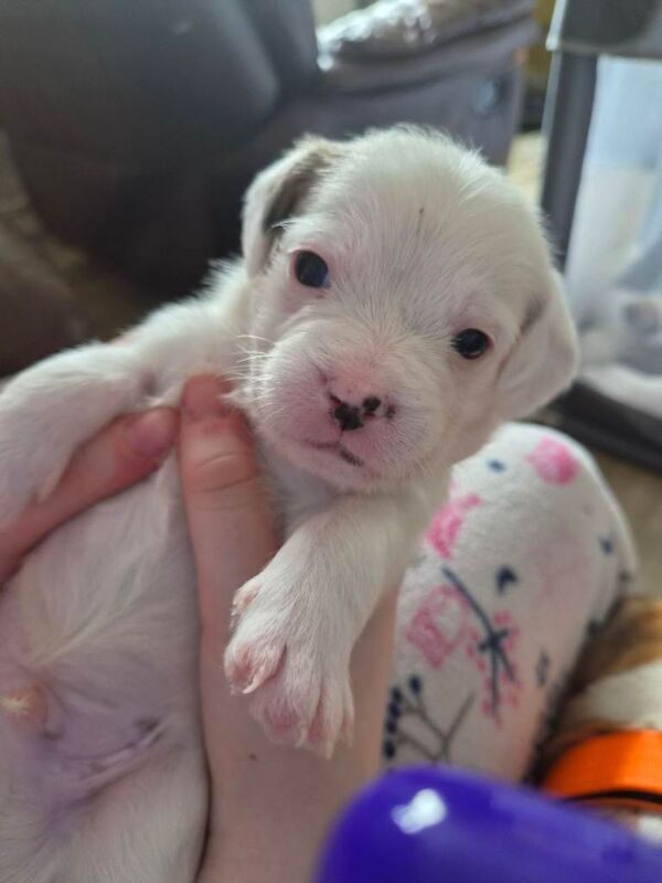 Puppy - Image 4 of 4