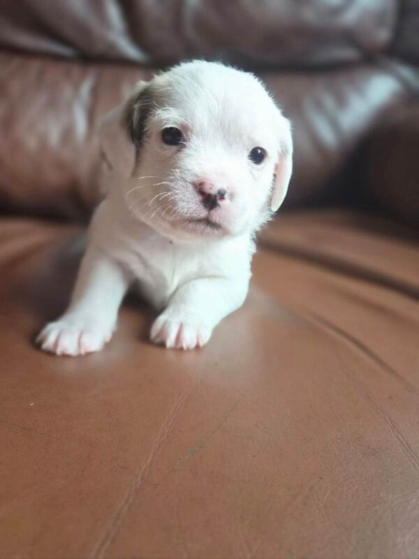 Puppy - Image 2 of 3