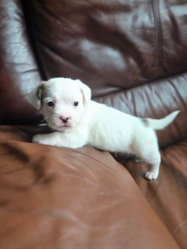 Puppy - Image 3 of 3