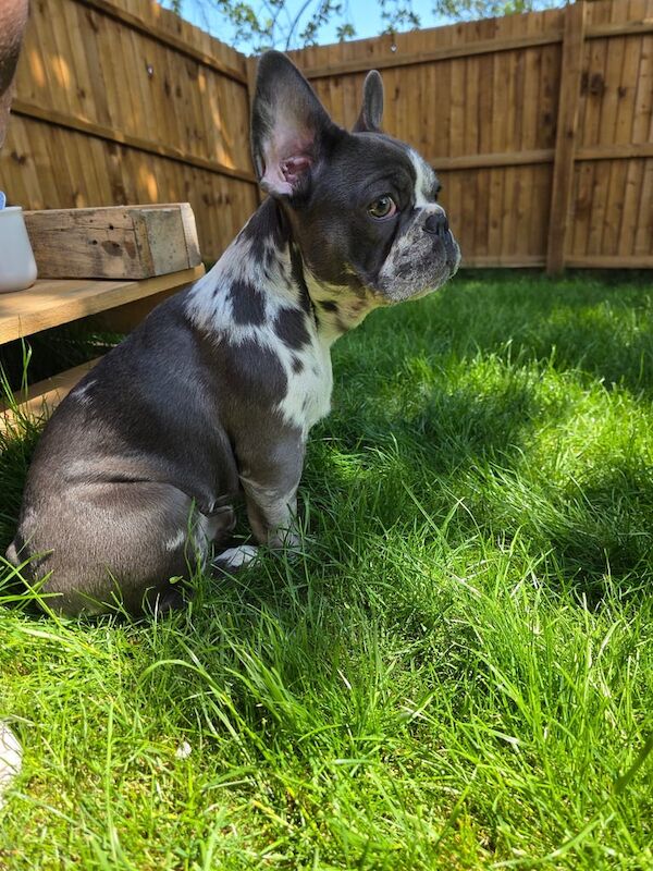 French Bulldog puppies for sale in Wisbech, Cambridgeshire – 7 months old