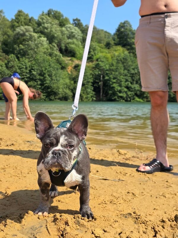 French Bulldog puppies for sale in Wisbech, Cambridgeshire – 7 months old - Image 2 of 3