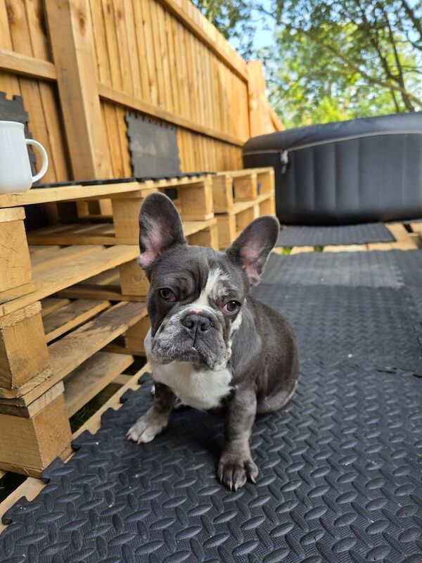 French Bulldog puppies for sale in Wisbech, Cambridgeshire – 7 months old - Image 3 of 3