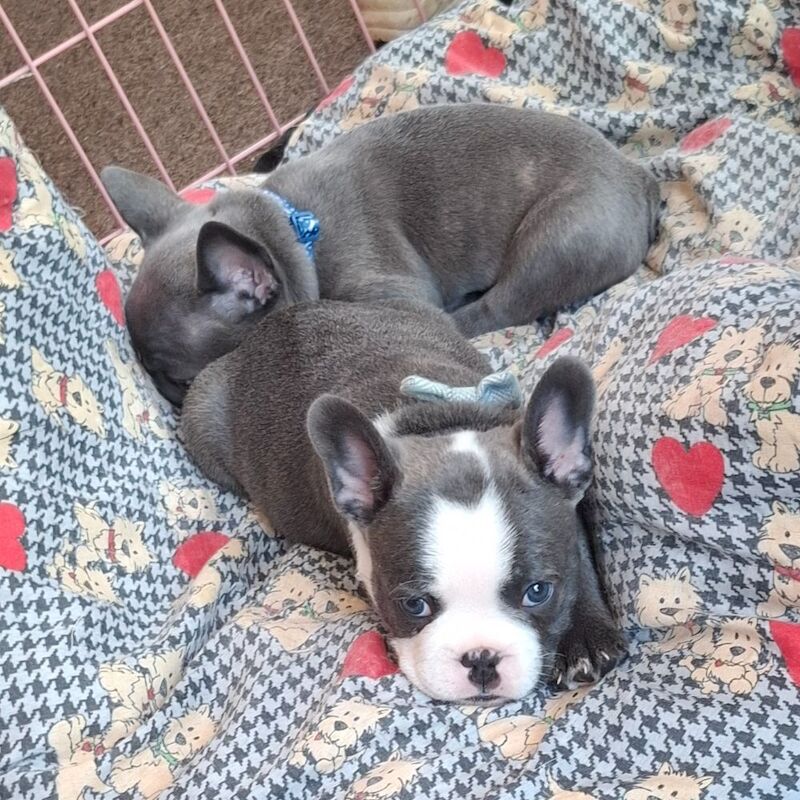 Puppys for sale blur and brindles for sale in Reading, Berkshire