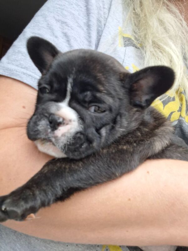 Puppys for sale blur and brindles for sale in Reading, Berkshire | Image 2