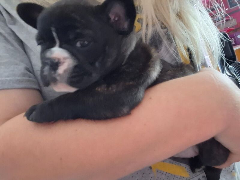 Puppys for sale blur and brindles for sale in Reading, Berkshire | Image 3