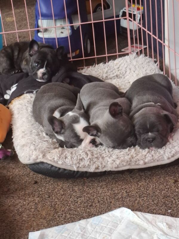 Puppys for sale blur and brindles for sale in Reading, Berkshire | Image 4