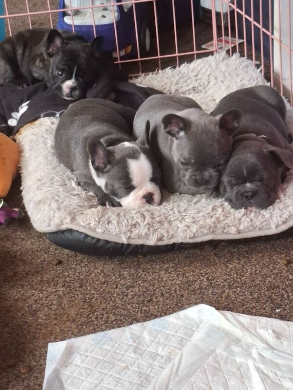 French Bulldog puppies for sale in Reading, Berkshire – 7 months old - Image 5 of 12