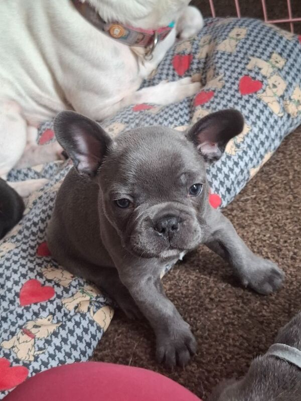 French Bulldog puppies for sale in Reading, Berkshire – 7 months old - Image 6 of 12
