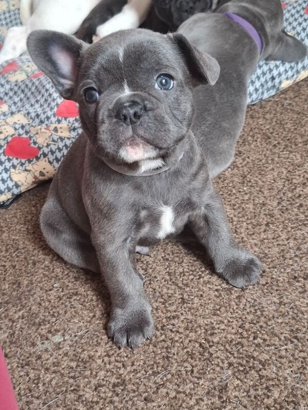 French Bulldog puppies for sale in Reading, Berkshire – 7 months old - Image 7 of 12