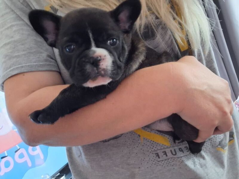 French Bulldog puppies for sale in Reading, Berkshire – 7 months old - Image 8 of 12