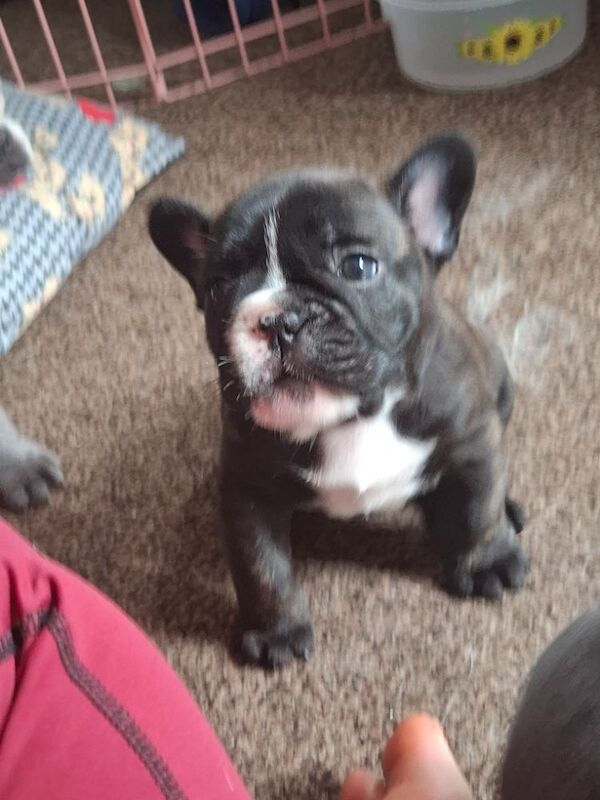 French Bulldog puppies for sale in Reading, Berkshire – 7 months old - Image 9 of 12