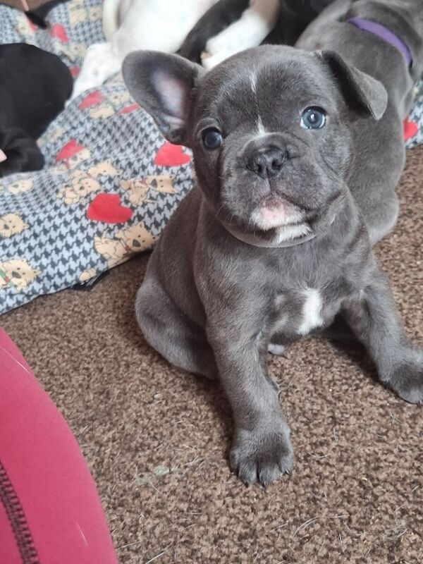 French Bulldog puppies for sale in Reading, Berkshire – 7 months old - Image 10 of 12