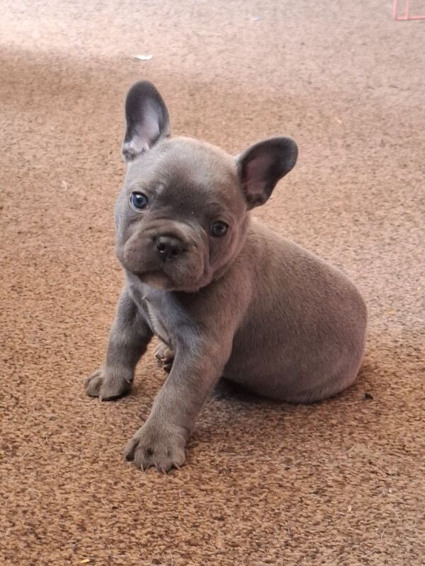 French Bulldog puppies for sale in Reading, Berkshire – 7 months old - Image 11 of 12