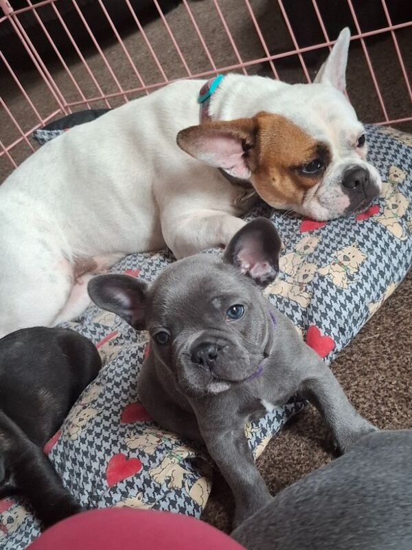 French Bulldog puppies for sale in Reading, Berkshire – 7 months old - Image 12 of 12