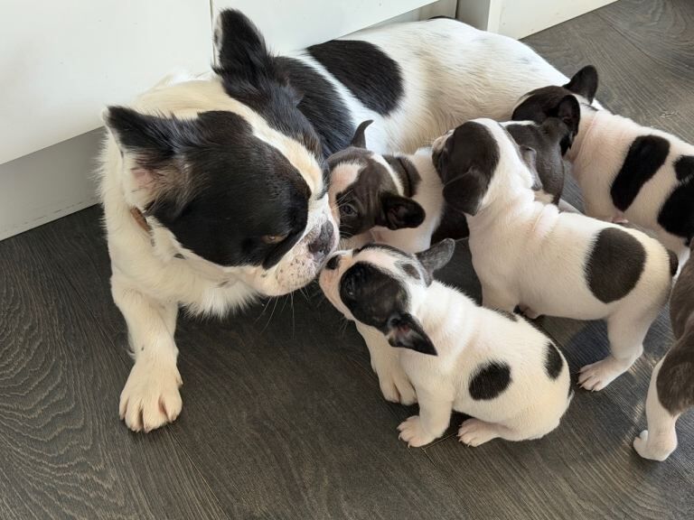 French Bulldog puppies for sale in Southampton, Hampshire – 9 weeks old