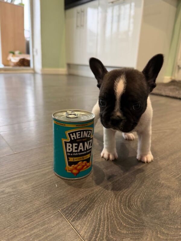 French Bulldog puppies for sale in Southampton, Hampshire – 7 weeks old - Image 2 of 6
