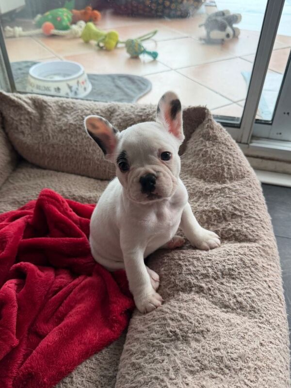 French Bulldog puppies for sale in Southampton, Hampshire – 7 weeks old - Image 3 of 6