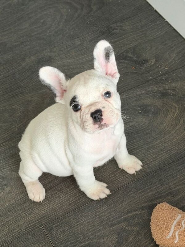 French Bulldog puppies for sale in Southampton, Hampshire – 7 weeks old - Image 4 of 6
